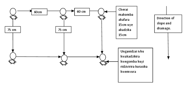 Maize-tips-shona-diagram